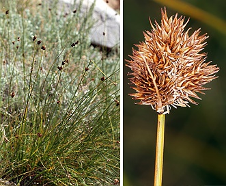 Carex microptera