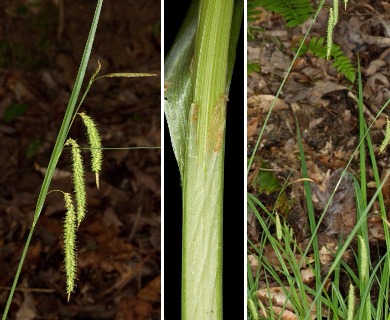 Carex mitchelliana