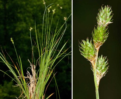 Carex molestiformis