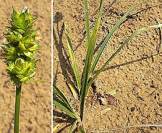 Carex muehlenbergii