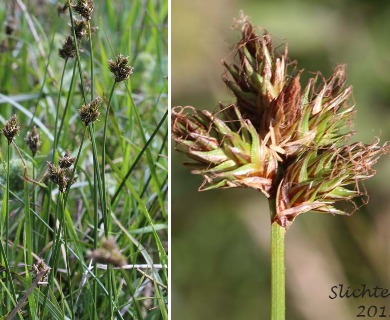 Carex multicostata