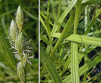 Carex muskingumensis