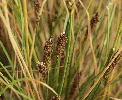 Carex nardina