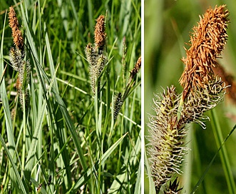 Carex nebrascensis