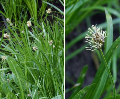 Carex nervina