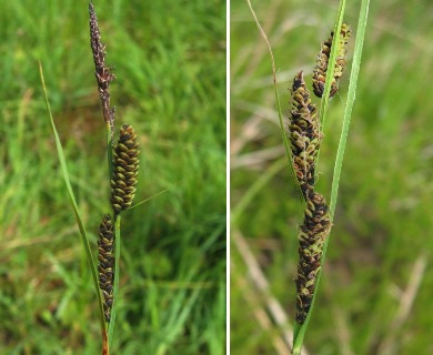 Carex nigra