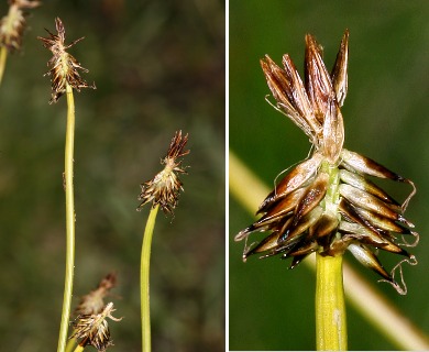 Carex nigricans