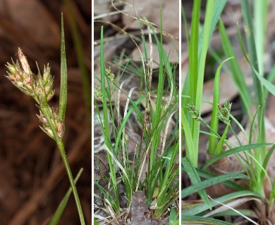 Carex nigromarginata