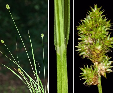 Carex normalis