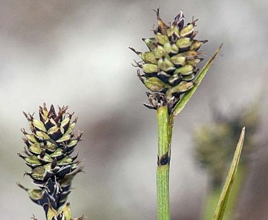 Carex norvegica