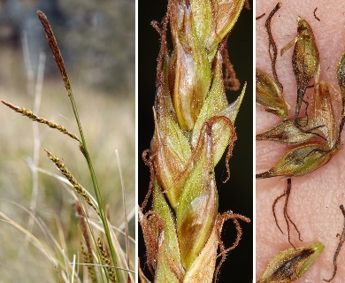 Carex obispoensis