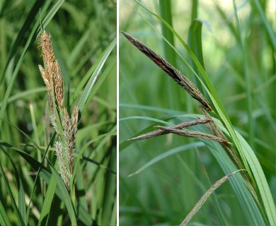 Carex obnupta