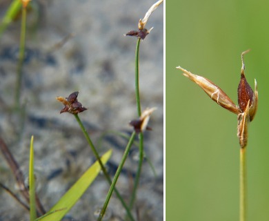 Carex obtusata