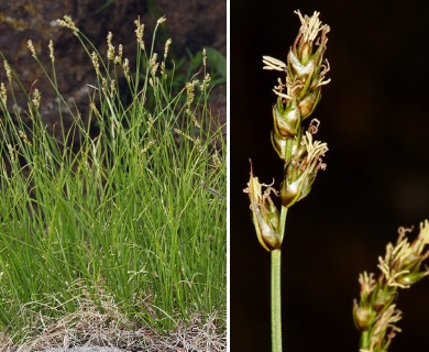 Carex occidentalis