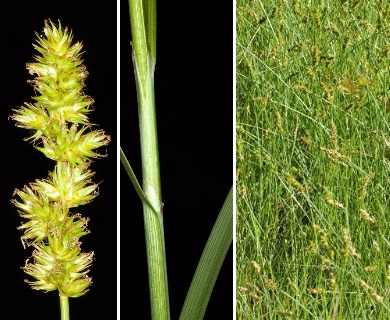 Carex oklahomensis