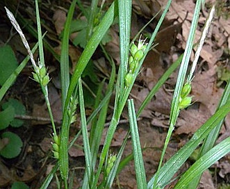 Carex oligocarpa