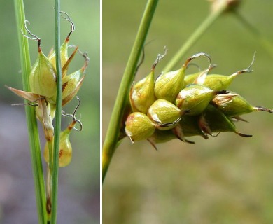 Carex oligosperma