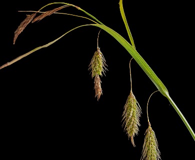 Carex paleacea