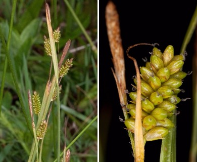 Carex pallescens