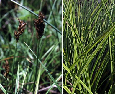 Carex pansa