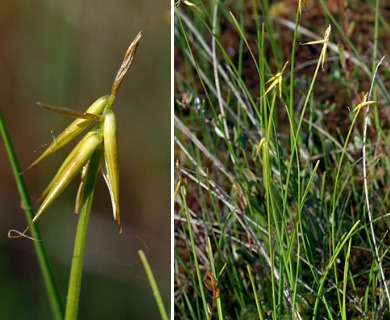 Carex pauciflora