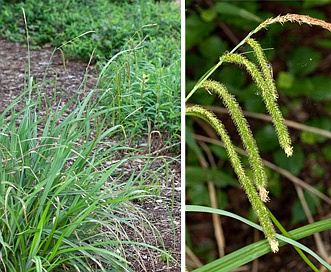 Carex pendula