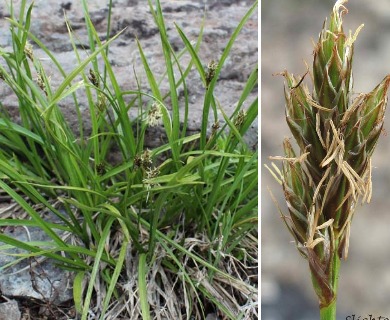 Carex petasata