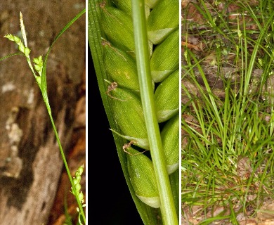 Carex planispicata