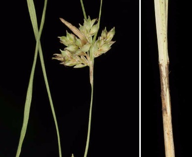 Carex planostachys