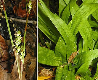 Carex plantaginea