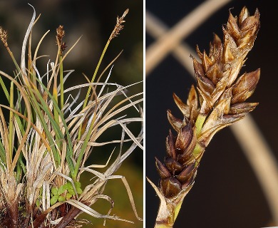 Carex praeceptorum