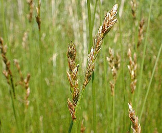 Carex praegracilis