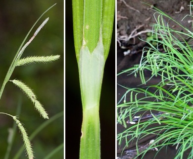 Carex prasina