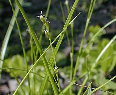 Carex radiata