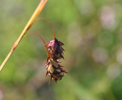 Carex rariflora