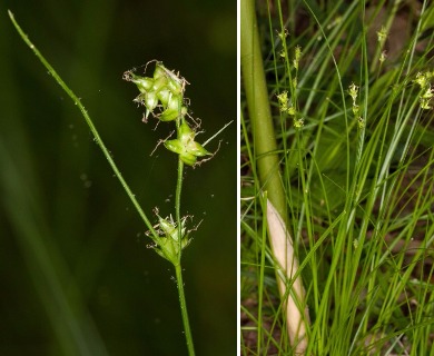 Carex retroflexa