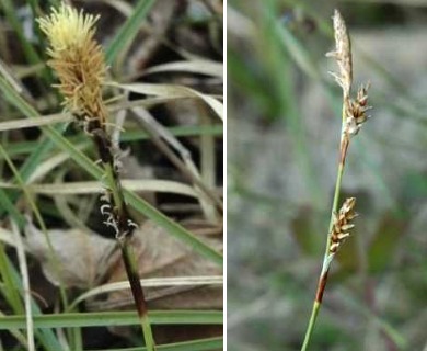 Carex richardsonii