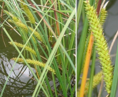 Carex rostrata