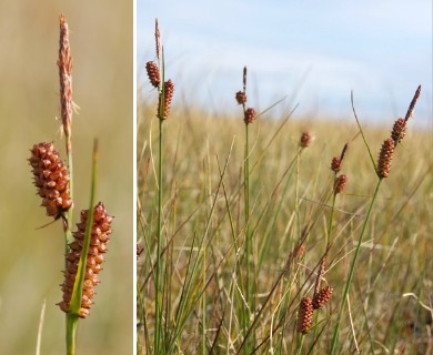 Carex rotundata