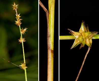 Carex ruthii