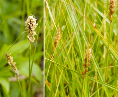 Carex sartwellii