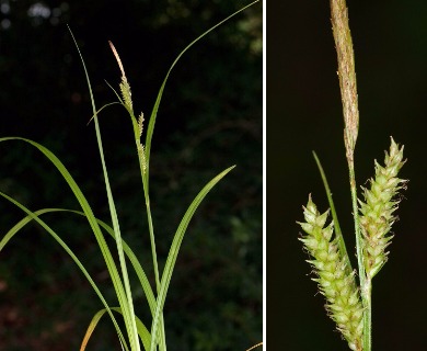 Carex scabrata