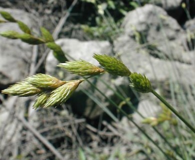 Carex scoparia