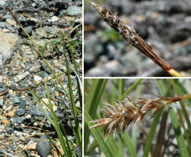 Carex serpenticola