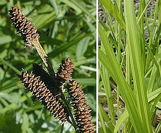 Carex shortiana