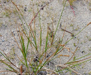 Carex silicea