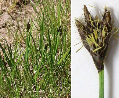 Carex simpliciuscula