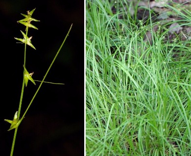 Carex socialis