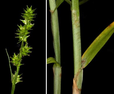 Carex sparganioides