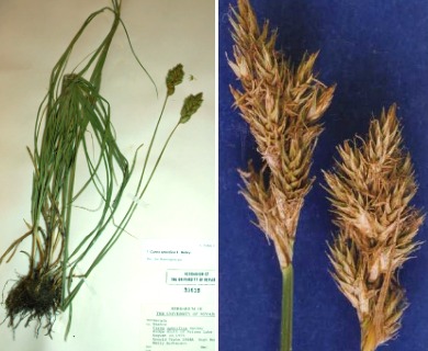 Carex specifica